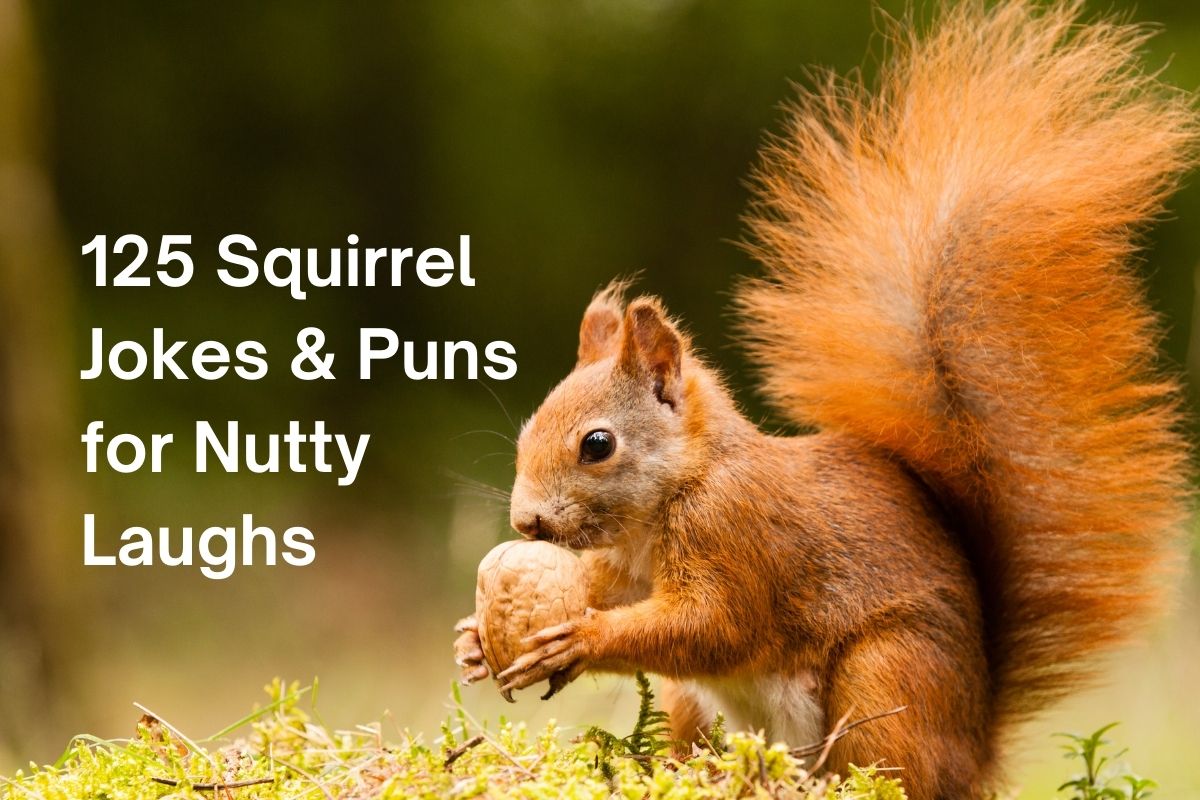 125 Best Squirrel Puns & Jokes About Squirrels for Nutty Laughs