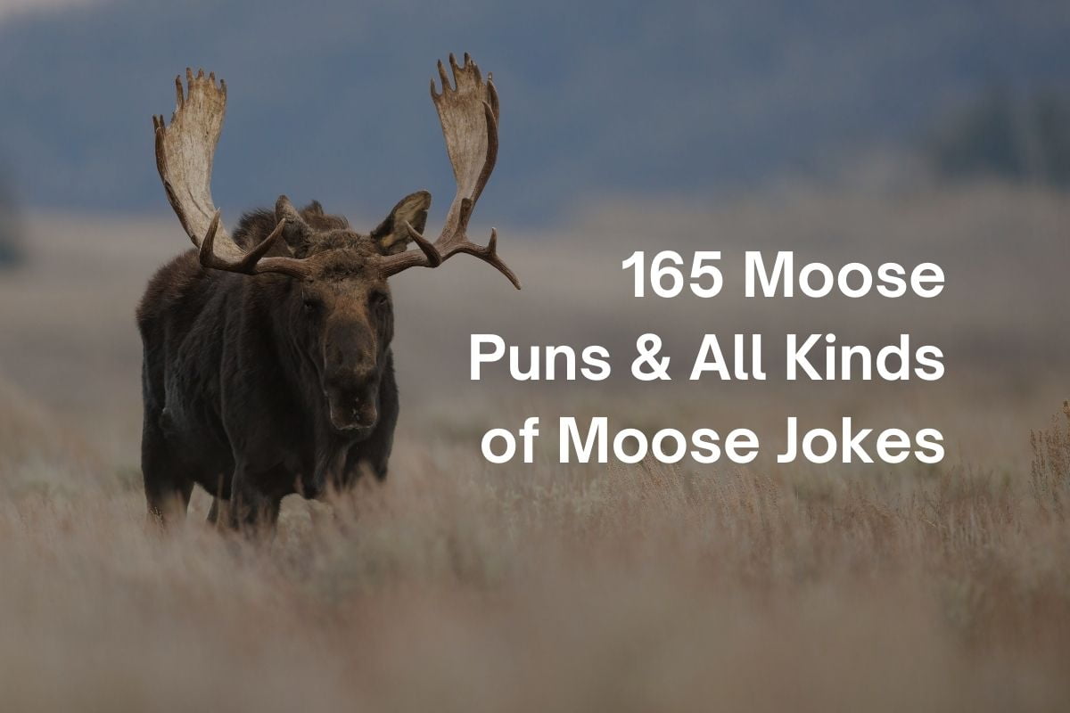 Funniest Moose Puns & All Kinds of Moose Jokes