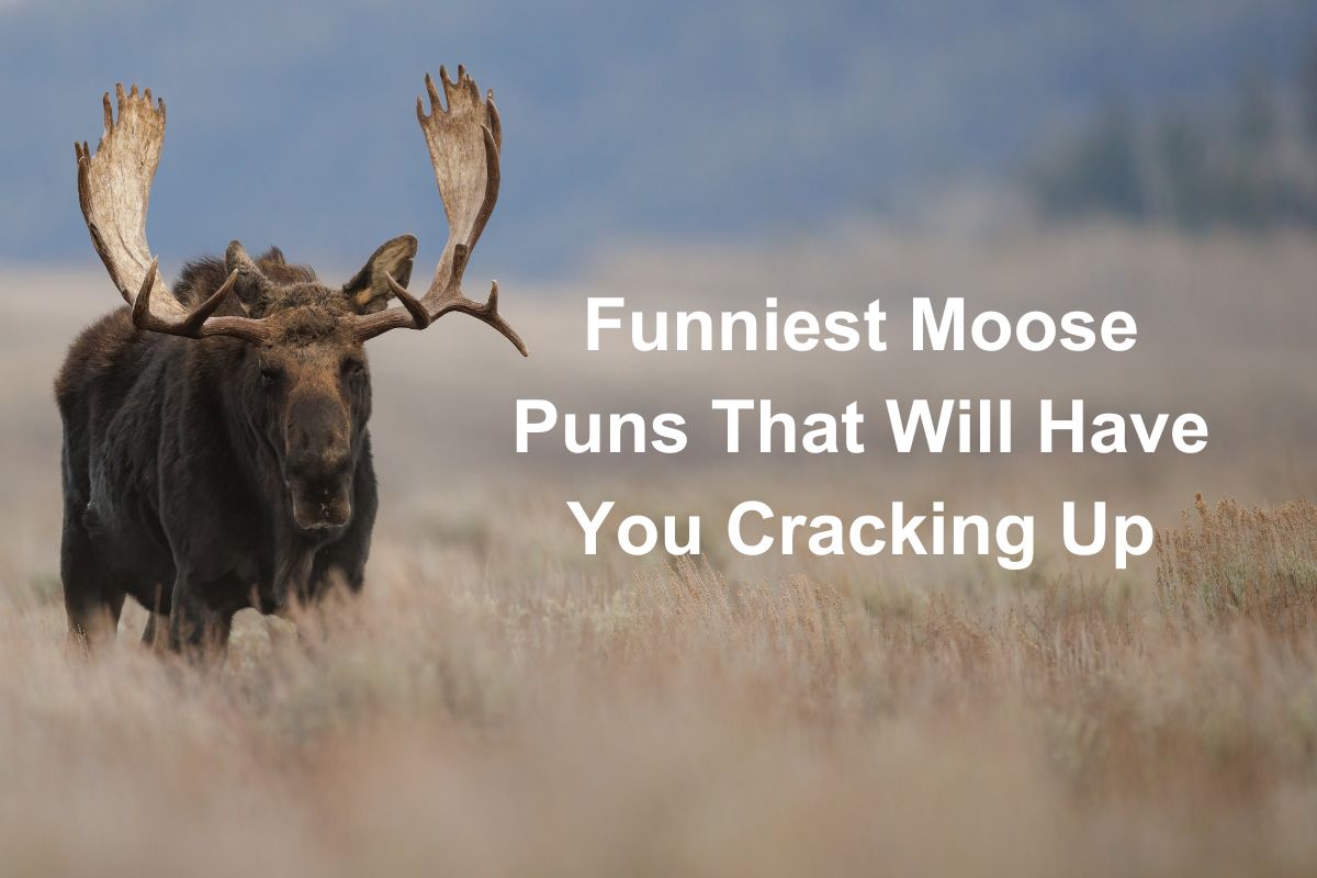 Funniest Moose Puns That Will Have You Cracking Up