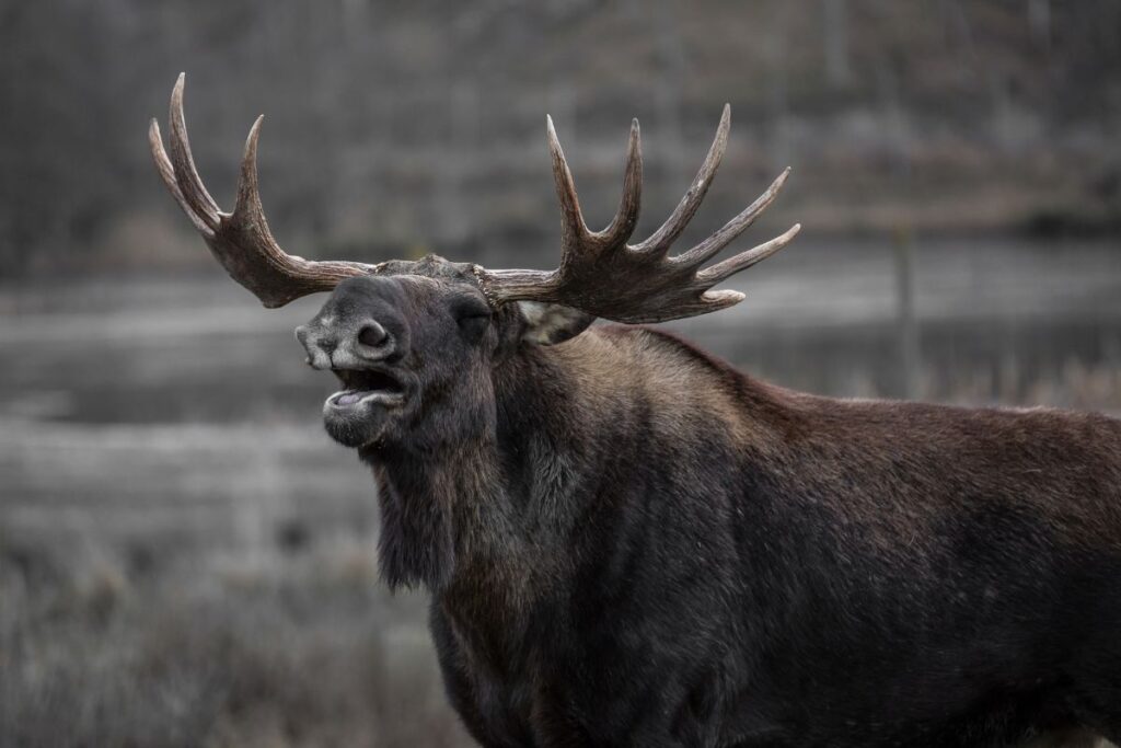 Best Moose Jokes About These Majestic Forest Giants